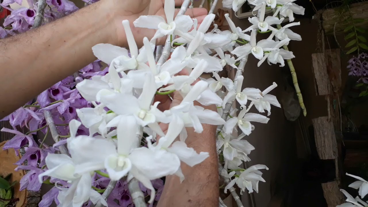 Floração do Dendrobium anosmum albo e tipo.