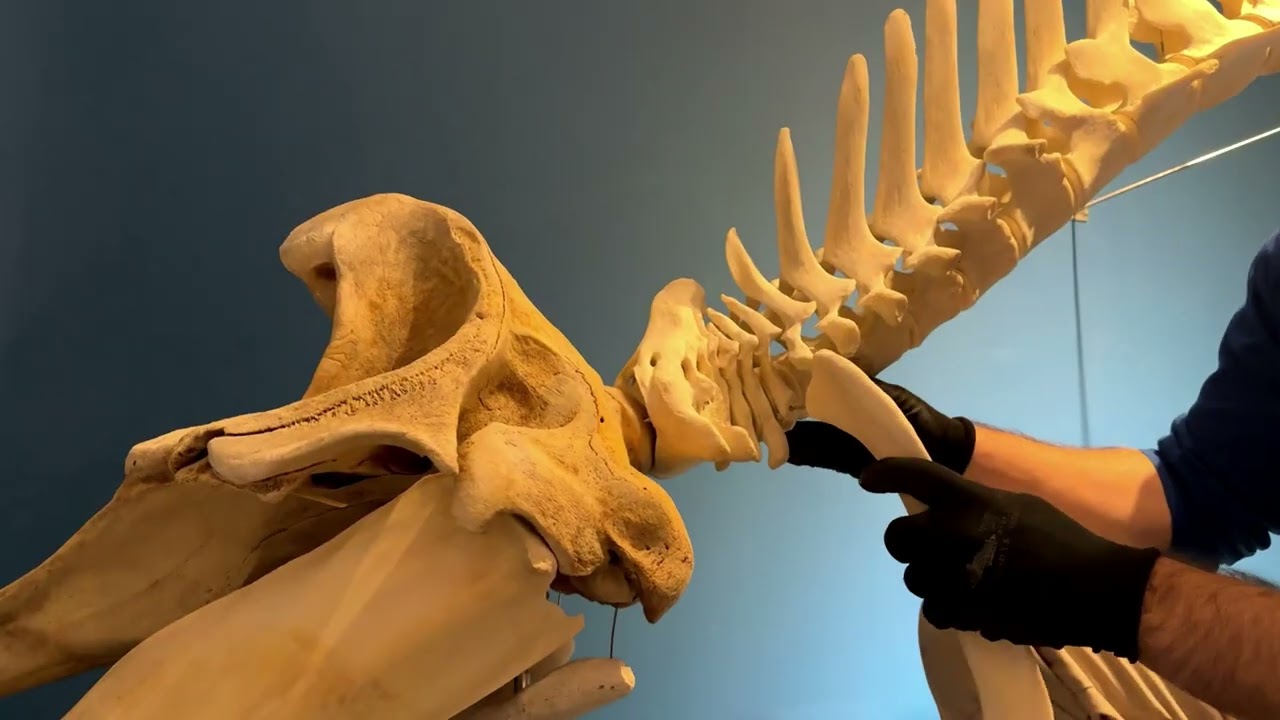 From Bones to Display: Cuvier&rsquo;s Beaked Whale Skeleton Project