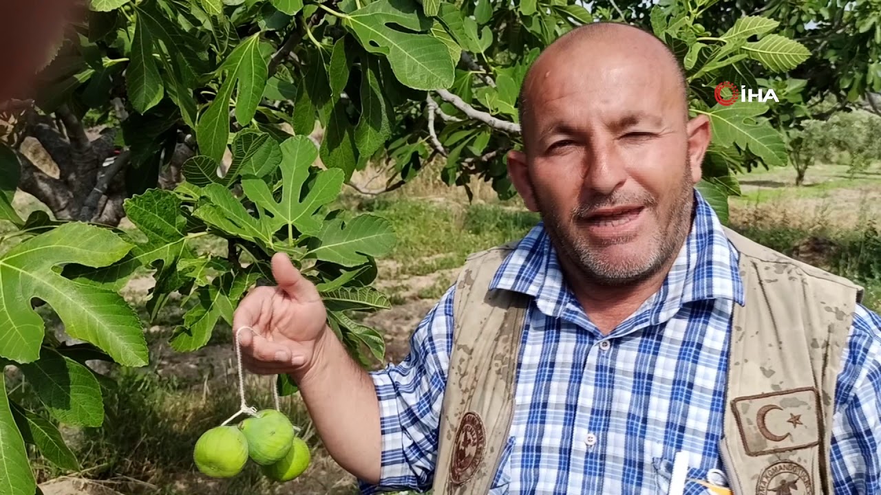 İncir Ağaçlarında İlekleme Dönemi