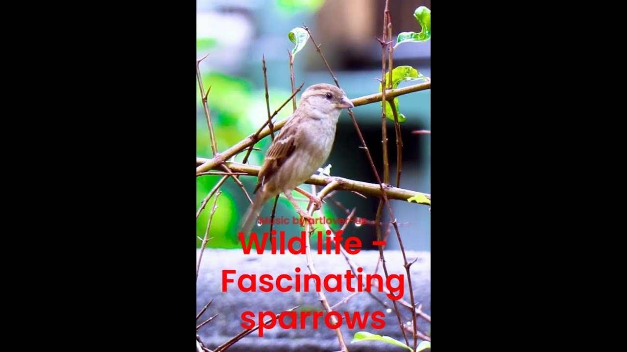 Wild life - fascinating sparrows - tough and resilient birds - music : dancing butterflies, ver2