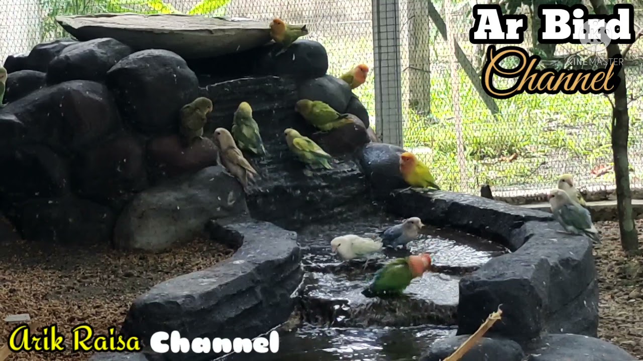 Taman Dalam AviaRy, Membuat Lovebird Senang Turun Mandi Bersama