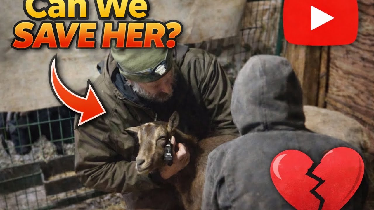 Emergency Goat Care-Can She Pull Through?