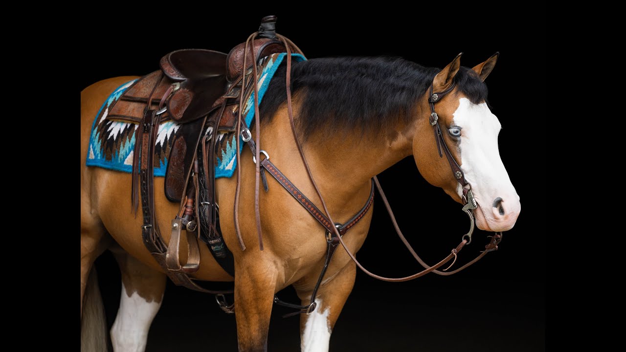 Lot # 44 Hollywood Lights offered by Diamond K at Best of Texas @PremierHorseSales