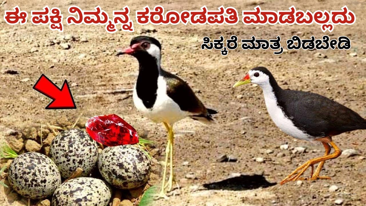 ಈ ಪಕ್ಷಿಯನ್ನ ಮುಟ್ಟಿದರೆ ದುಡ್ಡೇ ದುಡ್ಡು | ಸಿಕ್ಕರೆ ಮಾತ್ರ ಬಿಡಬೇಡಿ | ಶ್ರೀಮಂತ ಆಗುವುದು ಗ್ಯಾರಂಟಿ | Paras Mani