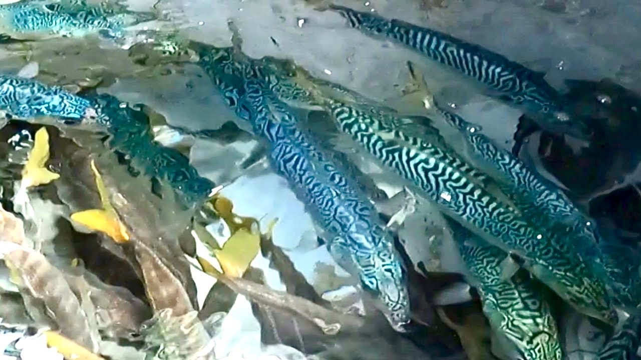 [漁師].大分.佐賀関沖.まずめの1発.鯵.鯖釣り大成功！