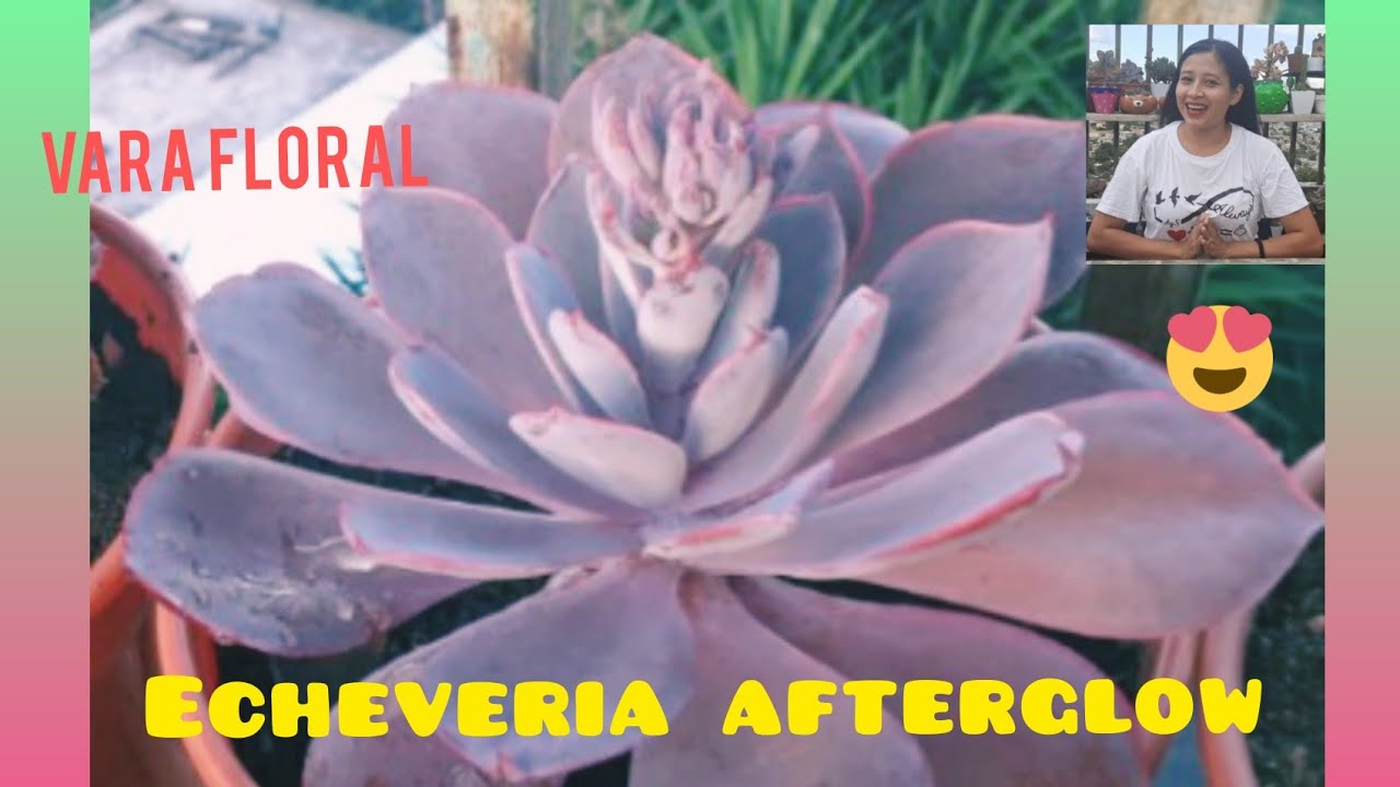 Floreció Mi Suculenta 🥰🌸Echeveria Afterglow🌺Cómo cortar su vara floral🤩😊☺