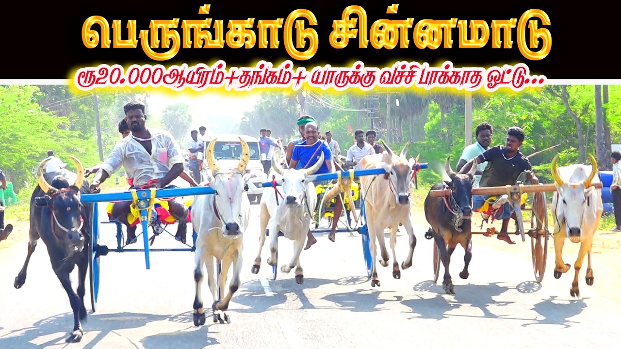 பெருங்காடு சின்னமாடு2 பந்தயம் 07.03.2026
