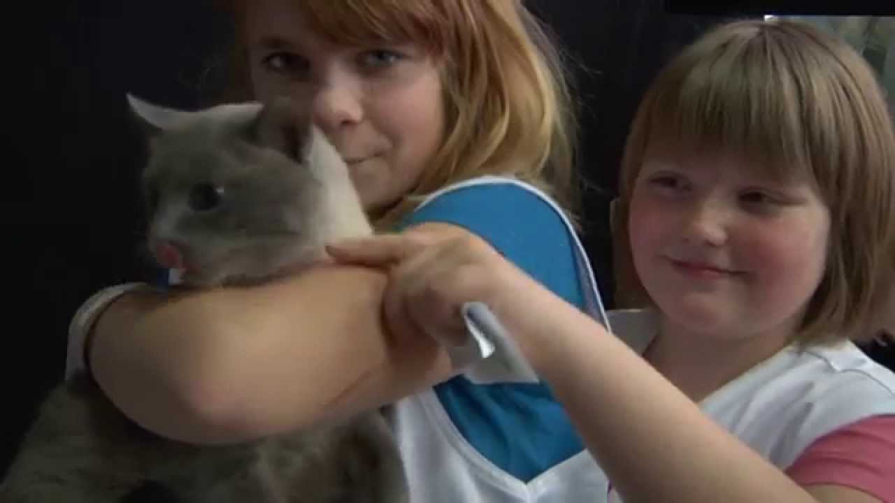 Internationale Katzenmesse - SaxCat 2011 - Edelkatzenclub Stollberg & Umgebung e.V. (Messe Chemnitz)