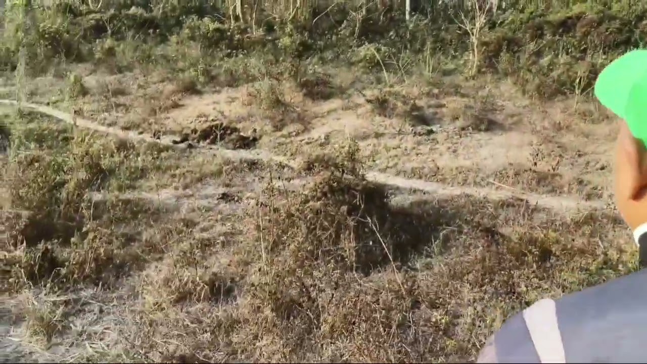 Elephants ride at Gorumara forest and explore nature and wildlife #elephant #rhino #gorumara #viral