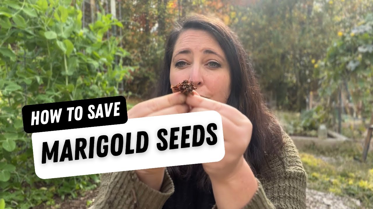 How to Save Marigold Seeds - Simple Seed Saving for Home Gardeners