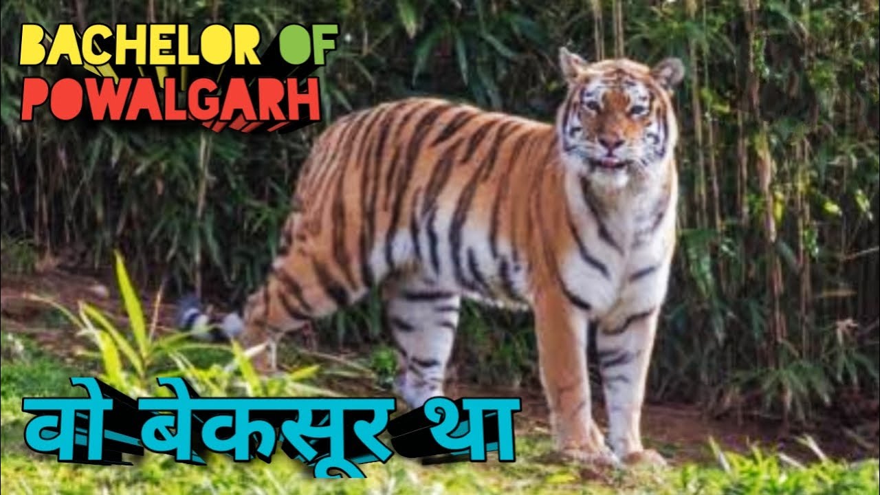 BACHELOR OF POWALGARH | बेकसूर बाघ | Bachelor Of Powalgarh Documentary | How Corbett Killed Tiger