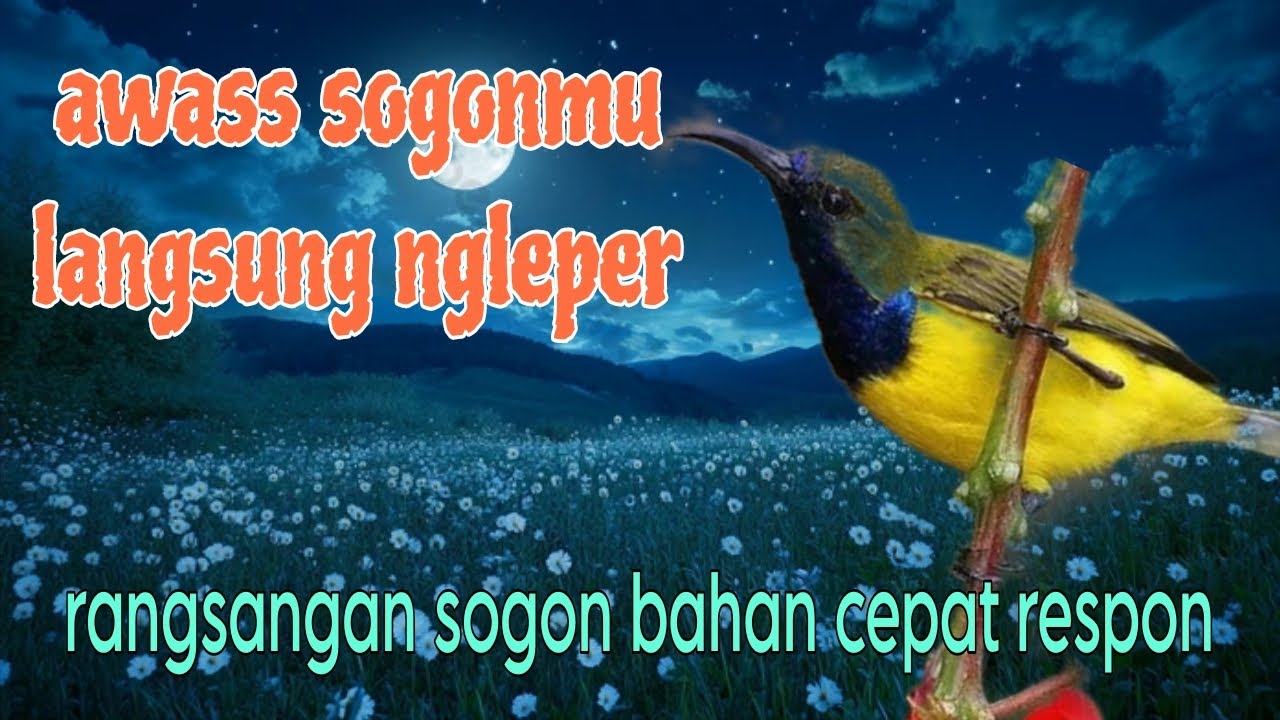 Awas ❗ sogonmu langsung ikutan ngleper 🔥🔥