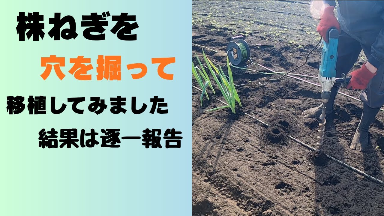 株ねぎを穴を掘って移植してみました
