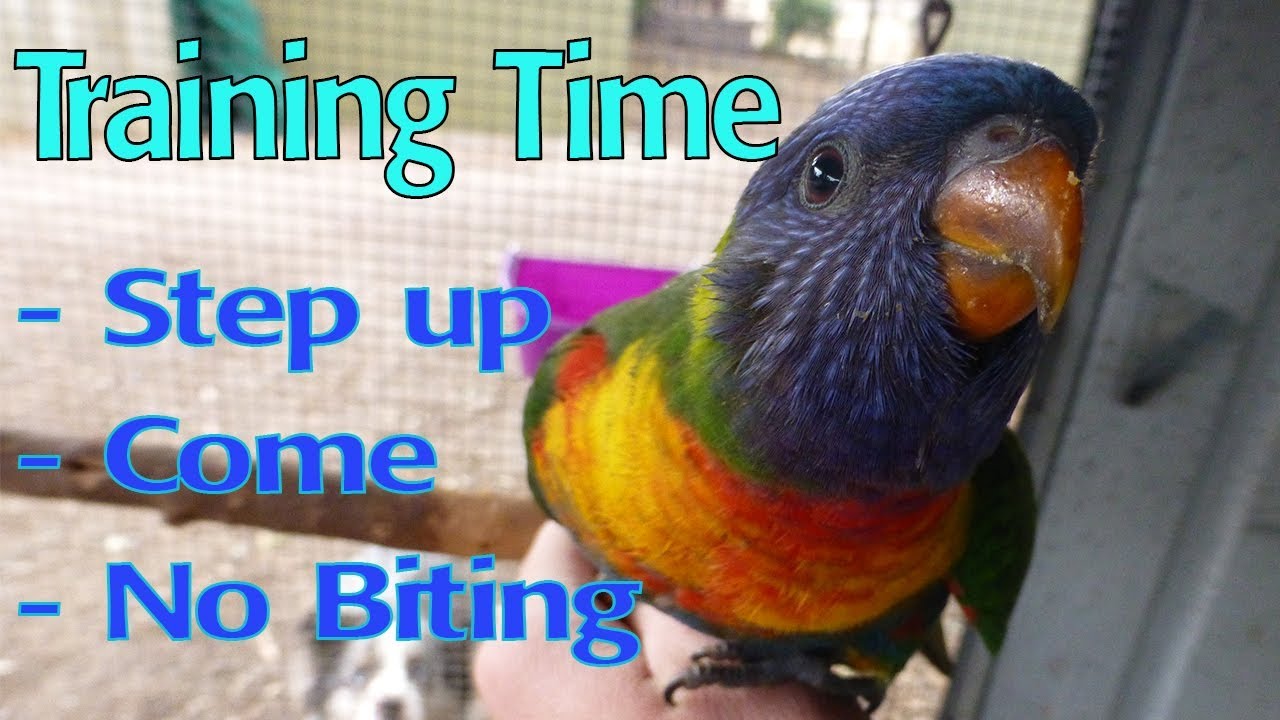 Basic Bird Training - Step up, Come, No Biting