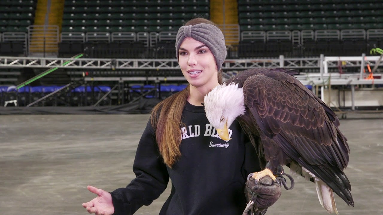 Eagle Training at The Family Arena