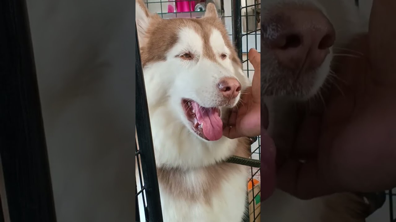 WilFURd_Husky is live!