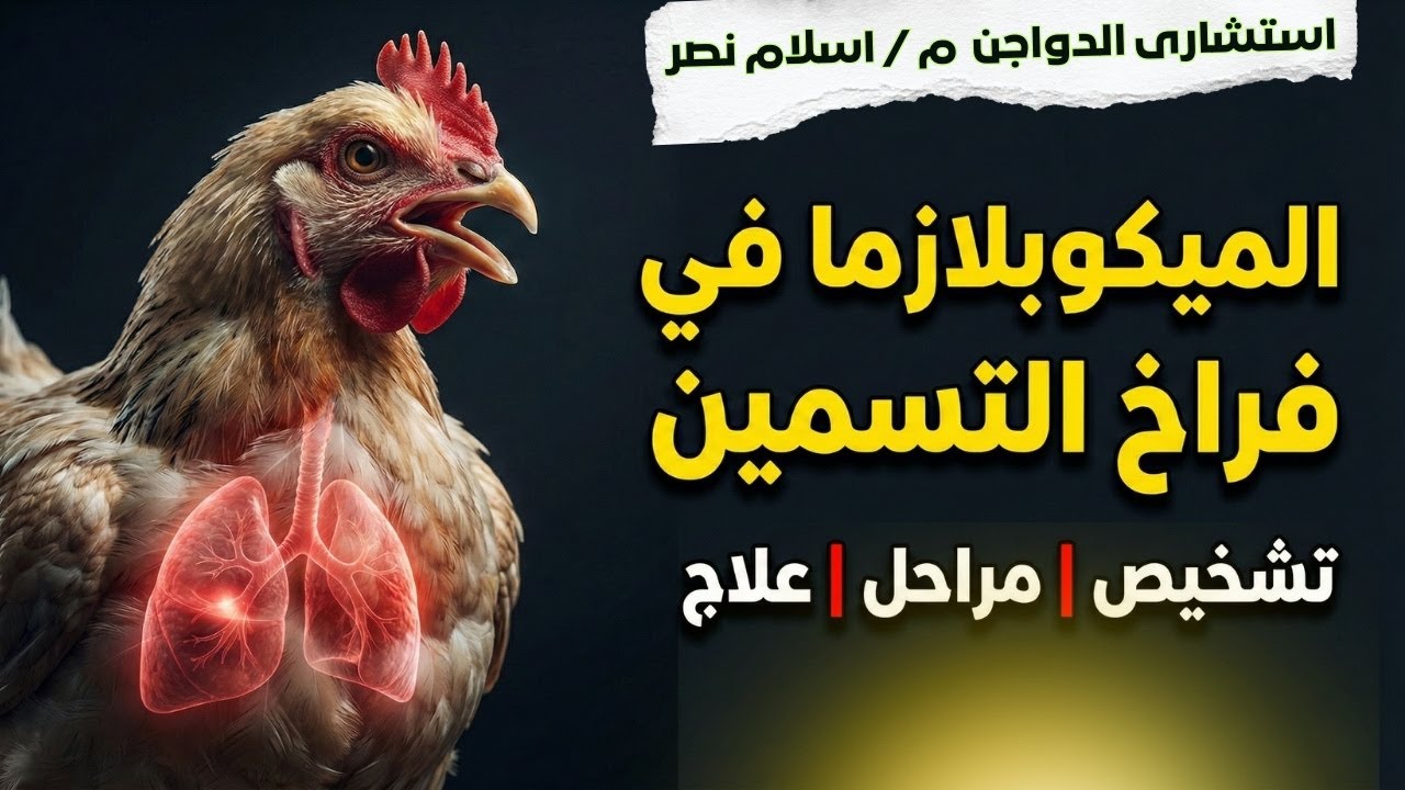 🔥 نهاية الميكوبلازما في فراخ التسمين | التشخيص ومراحل المرض والعلاج النهائي مع الدكتور / أحمد ناجى