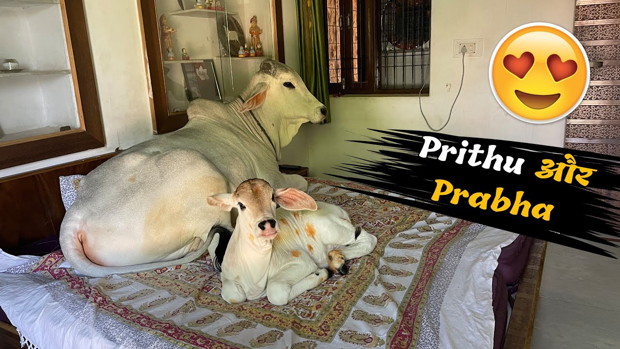 Prabha और Prithu दोनो लाडले🧡😄