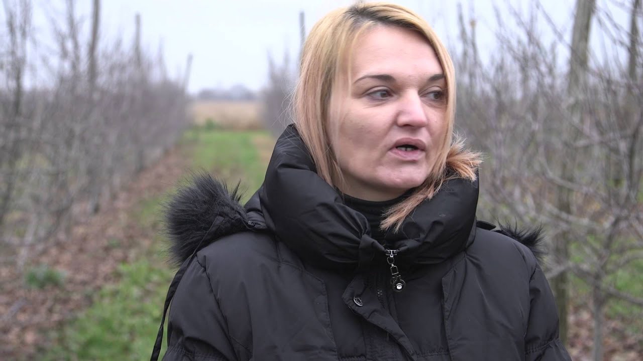 Proizvodnja i prodaja jabuka u Melencima   U nasem ataru 617