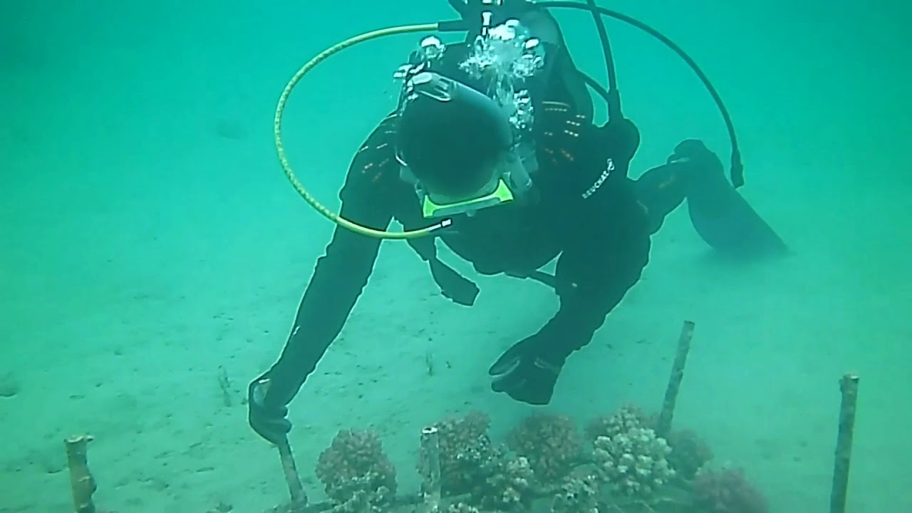 Community based coral culture project