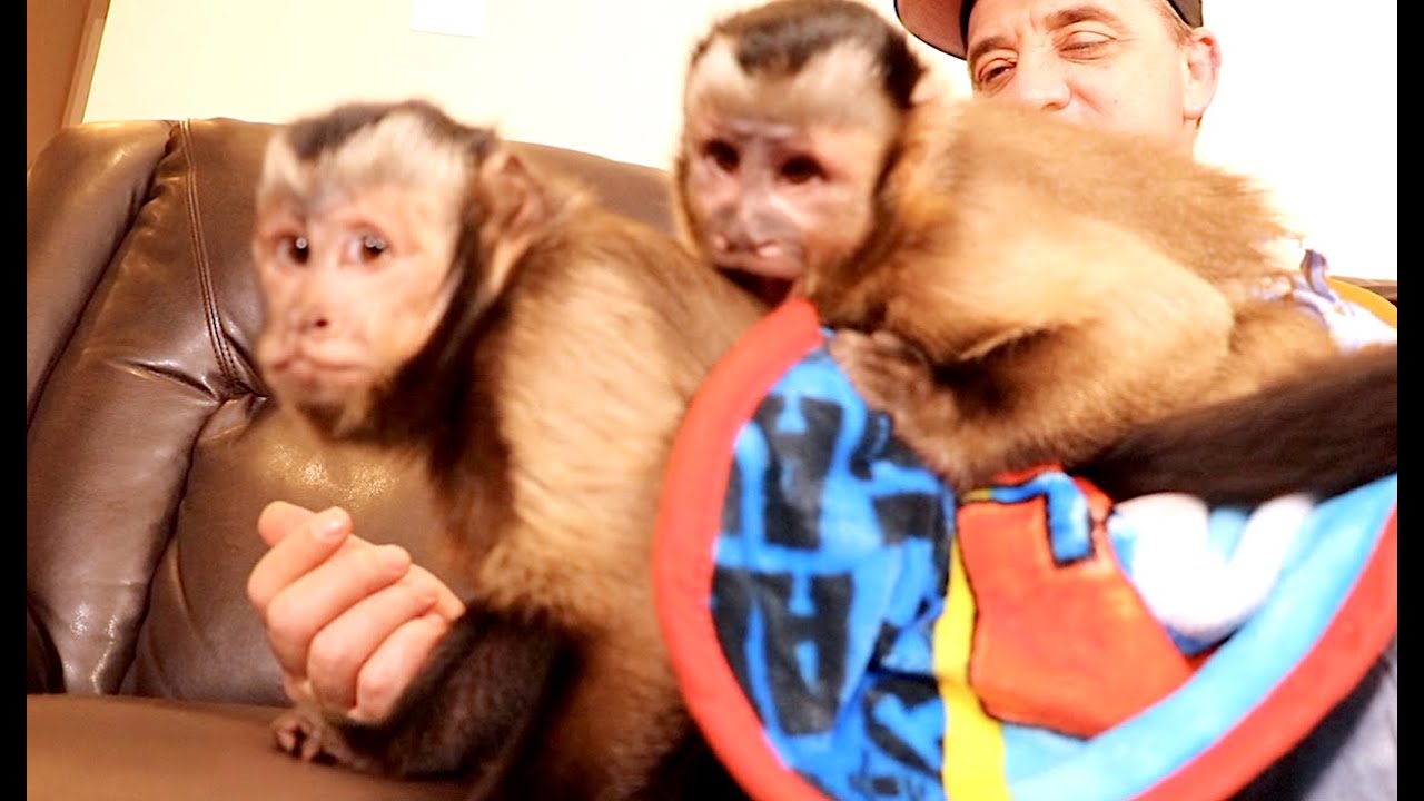 Capuchin Monkeys Playing!