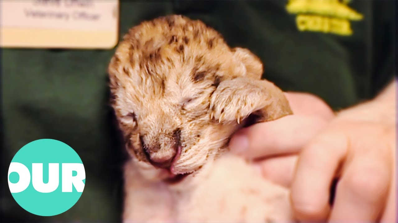 Lioness Asha Finally Gives Birth To Two Cubs | Zoo Days | Our World