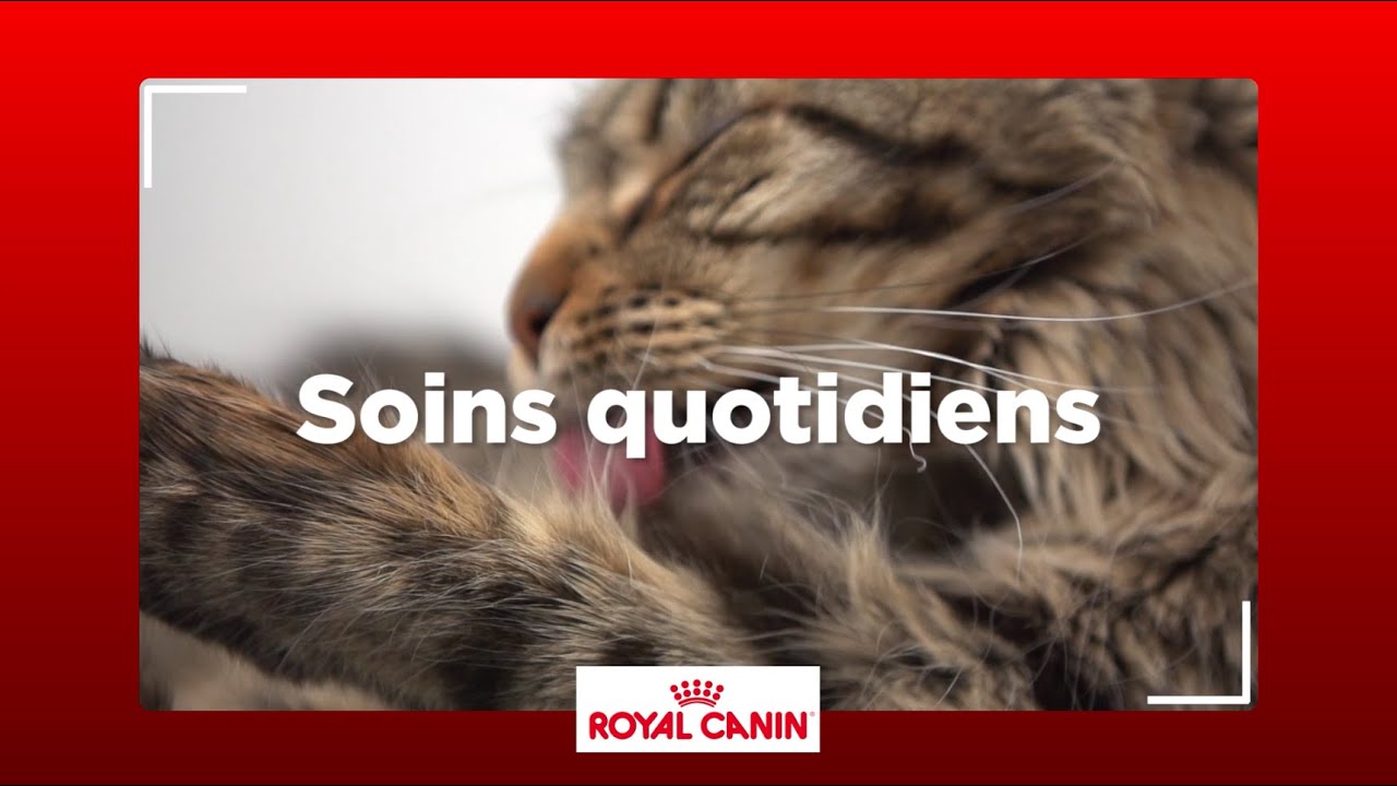 Comment prodiguer les soins quotidiens &agrave; votre chat ?
