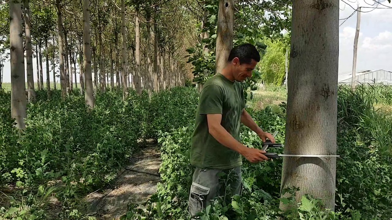Paulownia fara irigatii dupa 4 ani in Romania