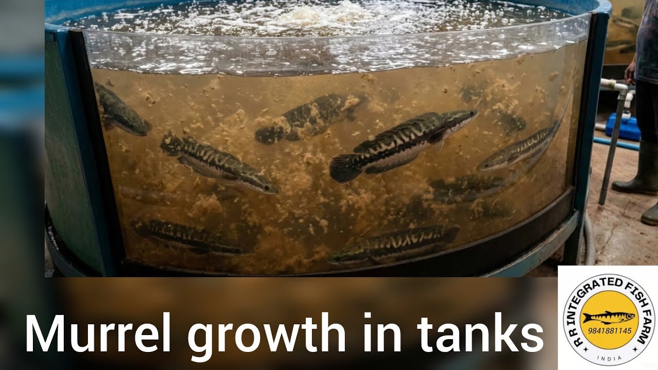 Murrel growth in tanks