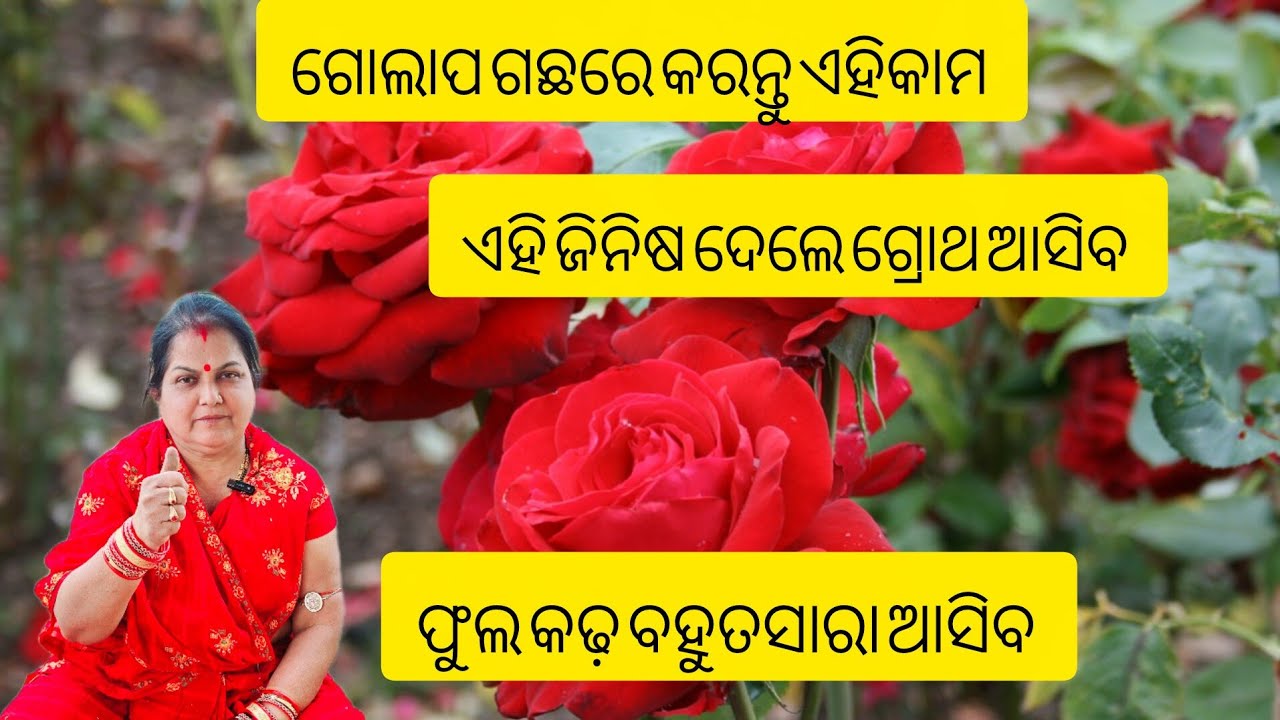 ଗୋଲାପ ଗଛରେ କରନ୍ତୁ ଏହି କାମ /ଏହି ଜିନିଷ ଦେଲେ ଗ୍ରୋଥ ଆସିବ ଫୁଲ କଢ଼ ବହୁତସାରା ଆସିବ /Rose plant care 
