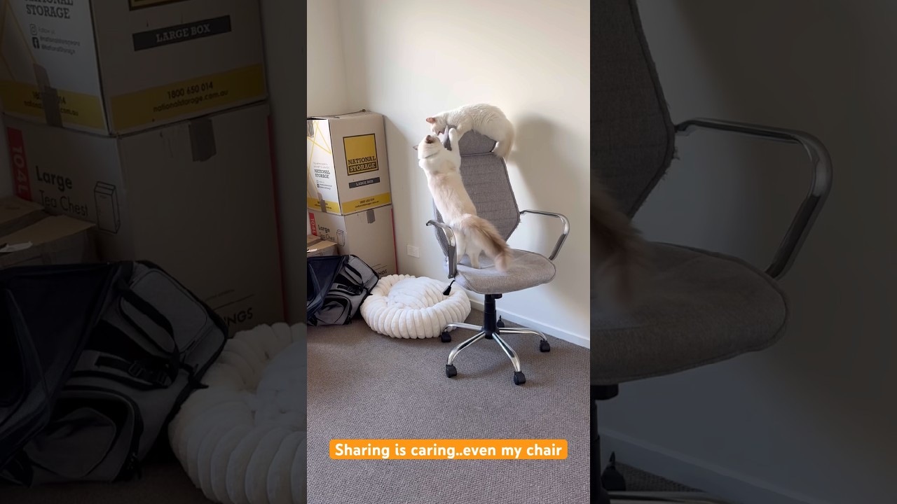 Home office essentials: kittens + chaos. 