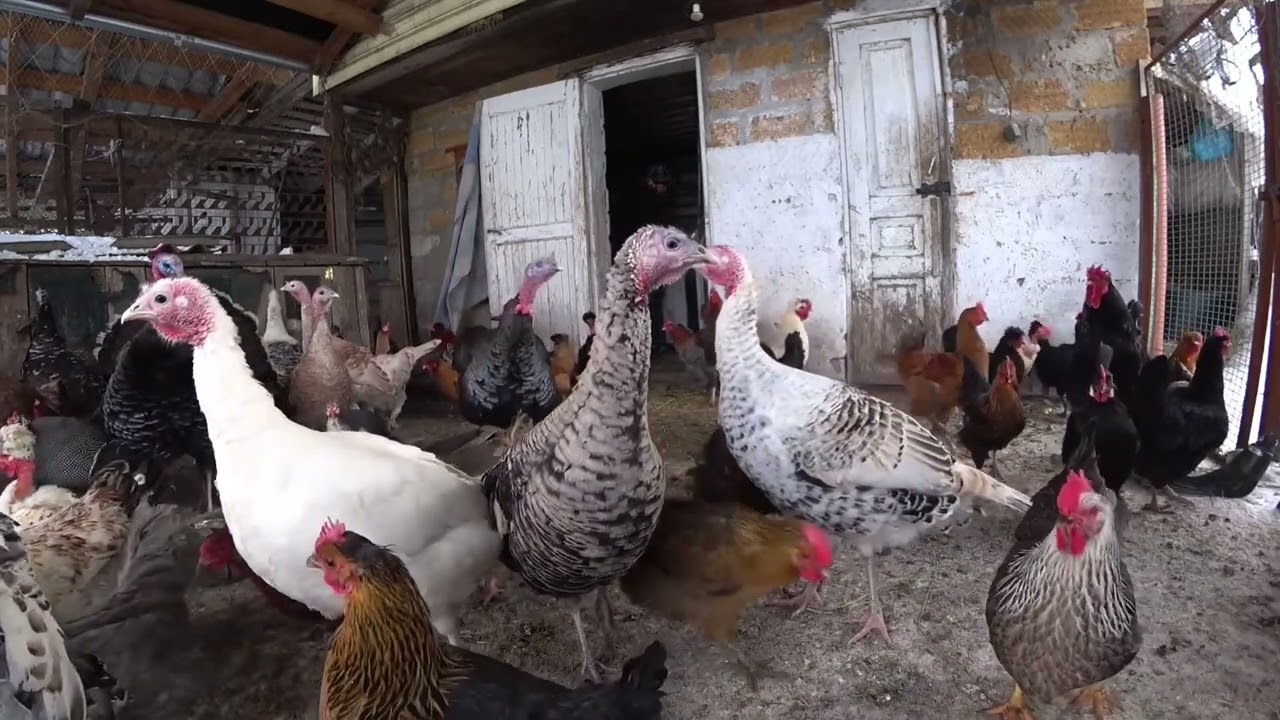 Chickens and turkeys  with guinea fowls eat in winter