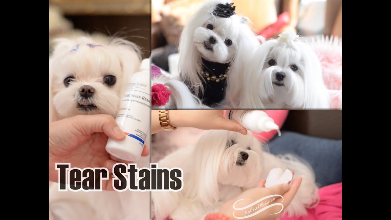 GROOMING: Maltese Grooming How to Clean Tear Stains for Maltese  Butler Schein Solution Henry Schein