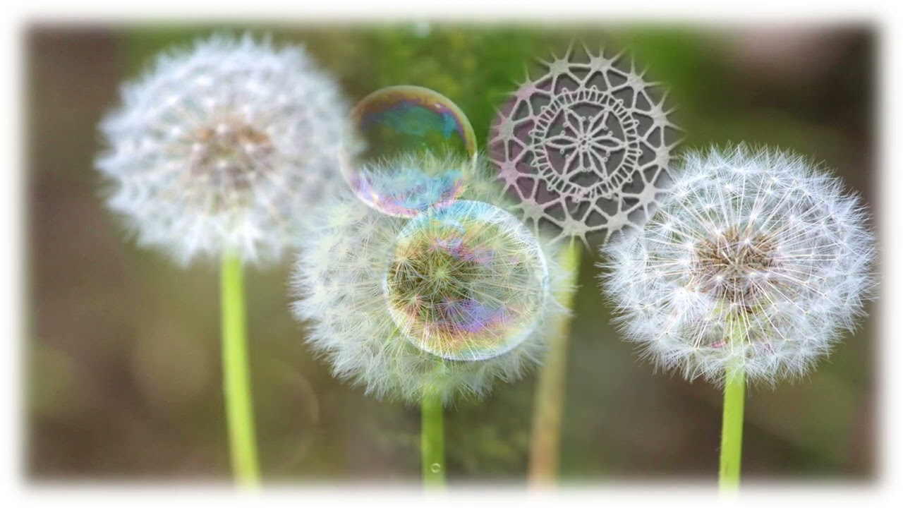 Klekljanje idrijske čipke je pot