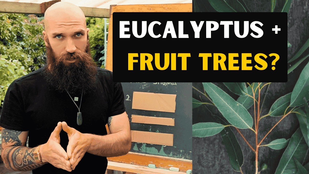 8 reasons you need eucalyptus in your food forest