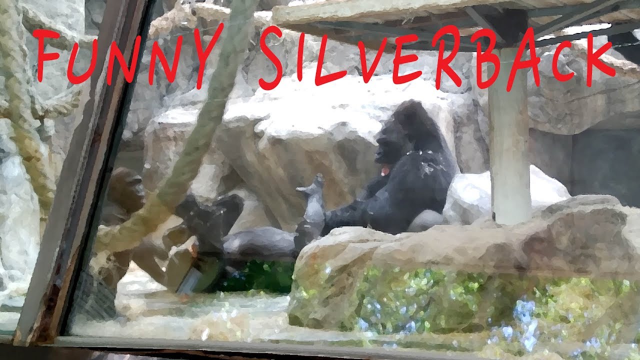 Silverback plays with his wife - Funny Ebobo