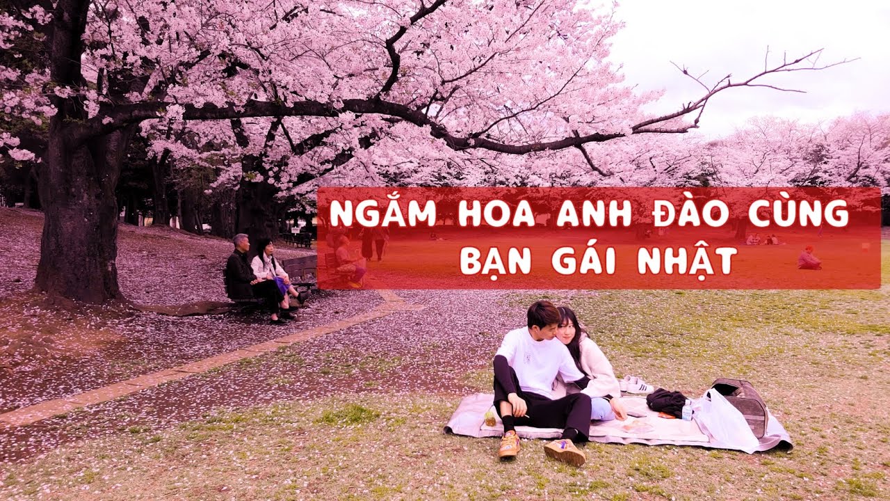 C&ugrave;ng Manami Đi Ngắm Hoa Anh Đ&agrave;o #dulichnhatban #bạng&aacute;inhật #vonhat #nhatban #hoaanhdao #nhatban
