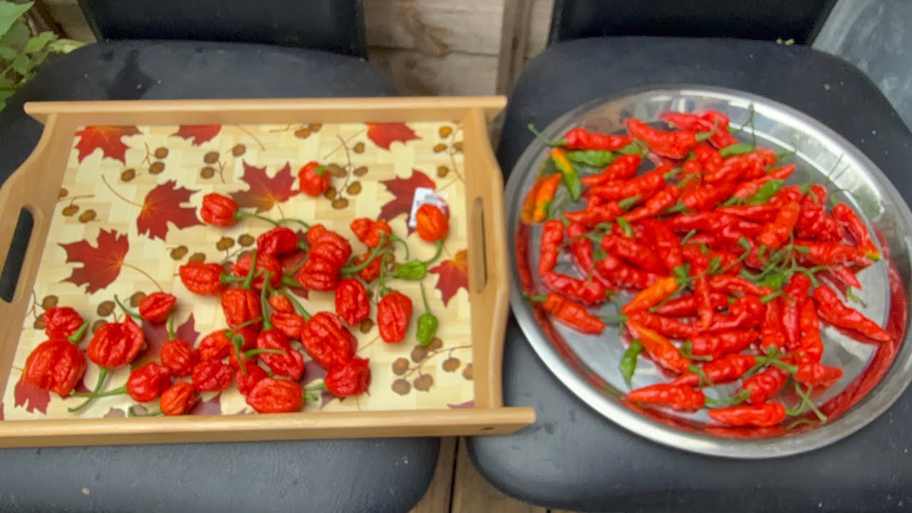 World hot Chilli Carolina Reaper And Bangladeshi Spicy Naga Chilli Harvest October 