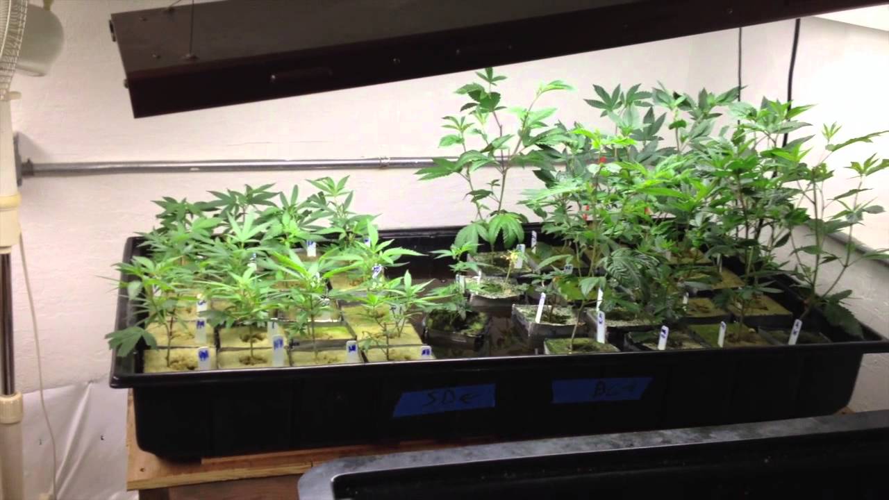 T5 10 strain genetics VEG room, ep2-3, Clones, teens and Mothers