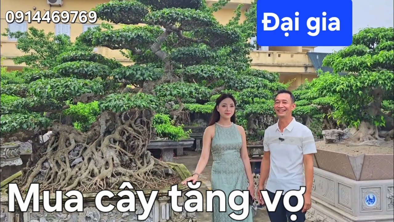 Đại gia Cảnh mua cây tiền tỷ tặng vợ !.. 