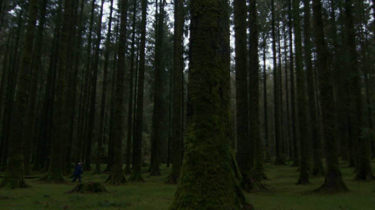 Eco Eye 13 - Ep 3: 'Forestry'