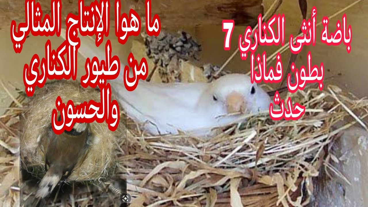 كم بطن تبيض طيور الكناري والحسون في الموسم +كم بيضة تبيض إناث الكناري والحسون