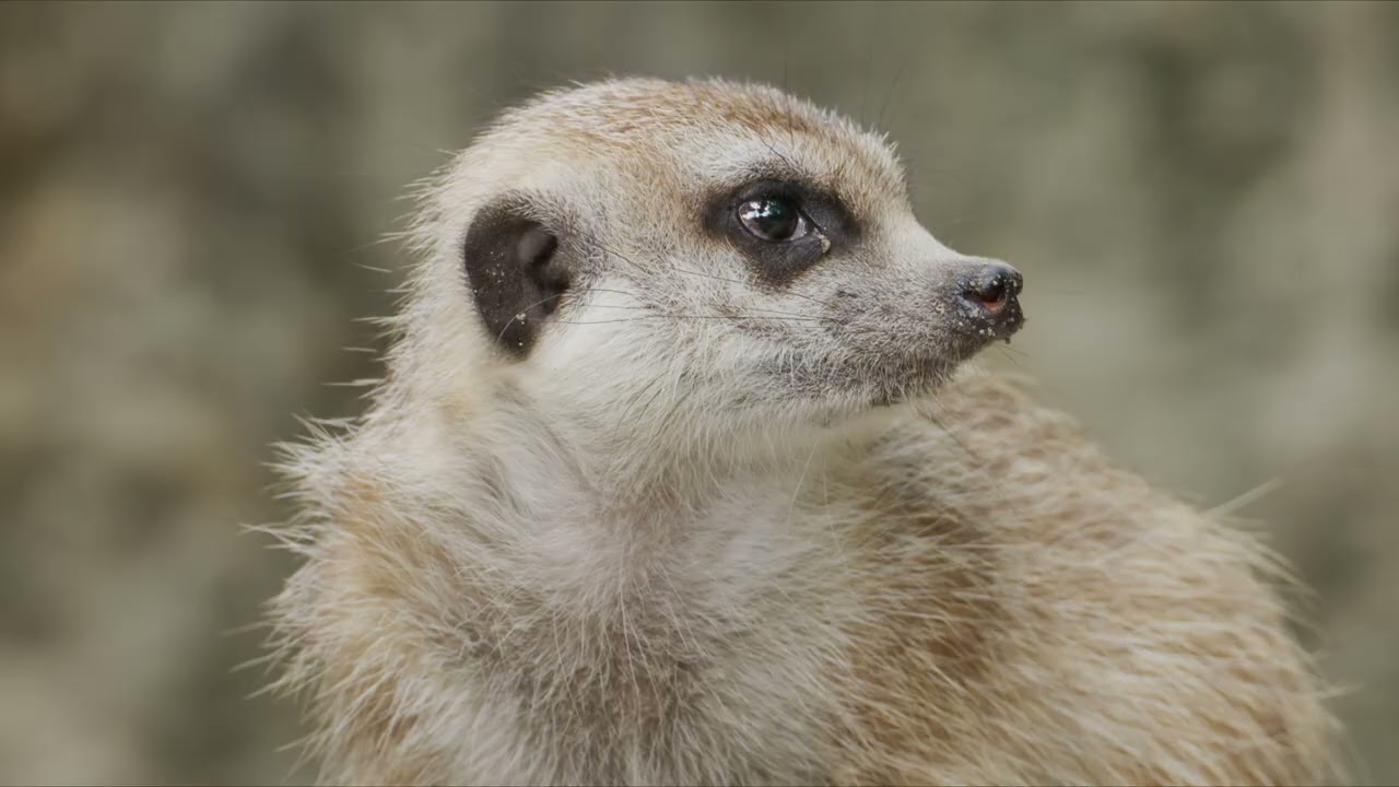 2025 Taipei Zoo part 1 (NIKON ZR R3D NE)