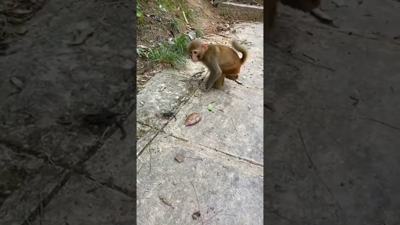 fuck monkey