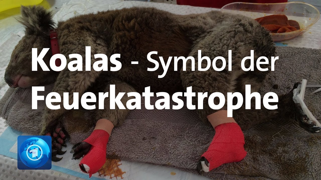 Das Leid der Tiere im Feuersturm Australiens