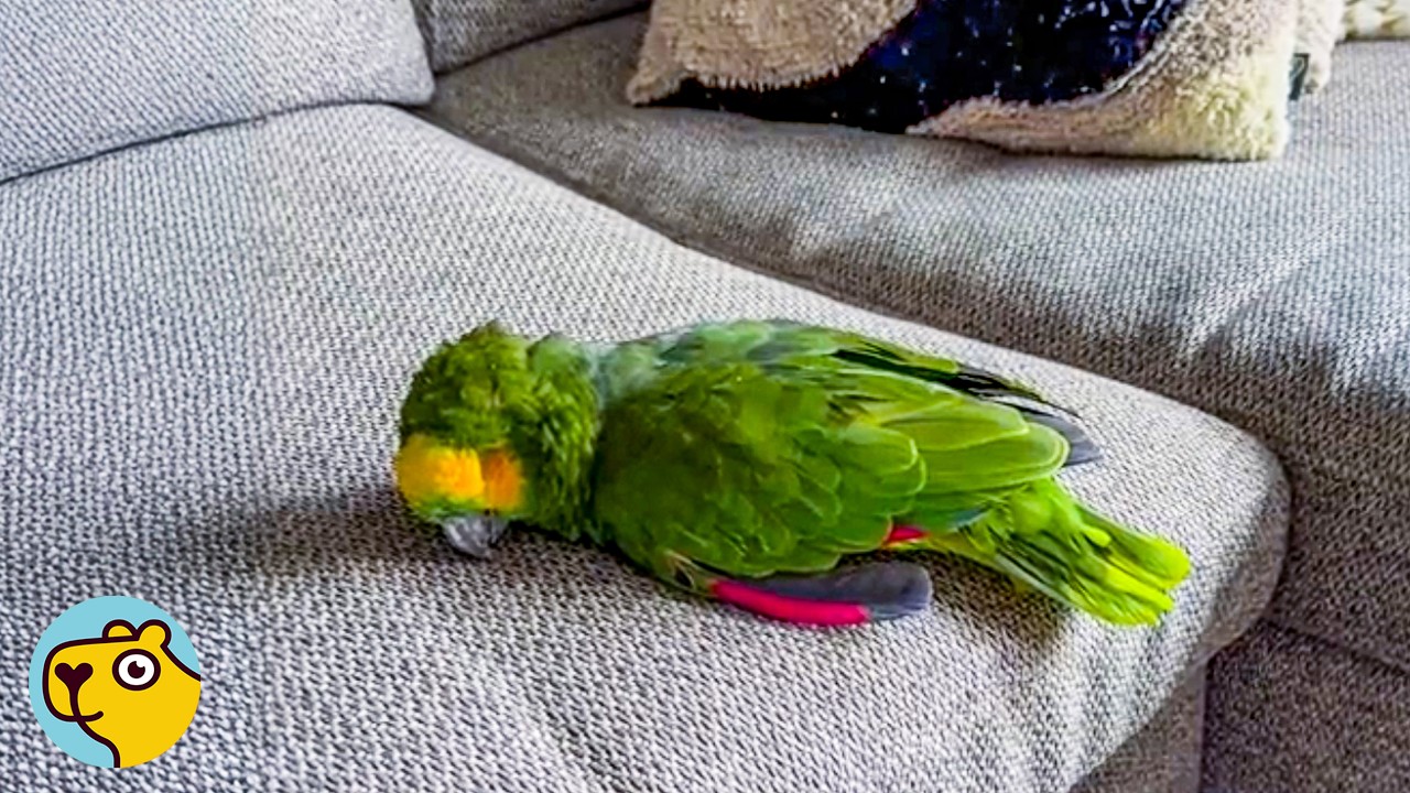 84-Year-Old Parrot Hasn’t Smiled Since 1940’s