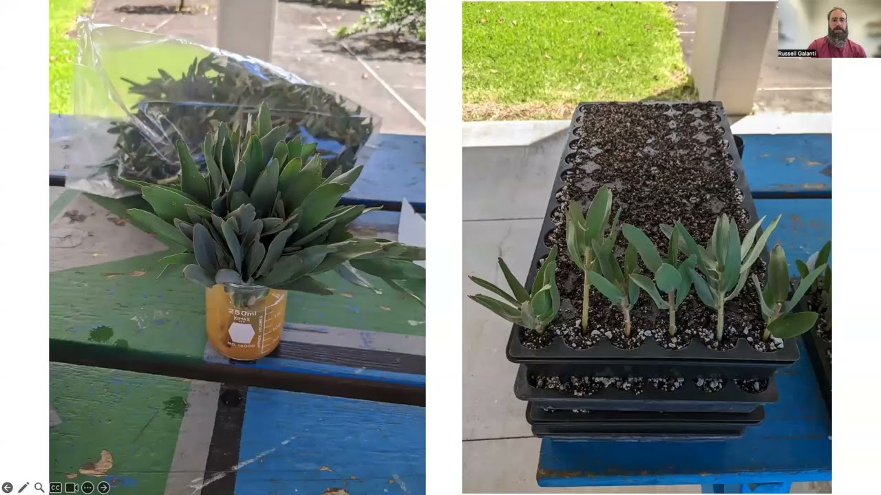 Brief Overview of Leucospermum Cutting Processing and Rooting