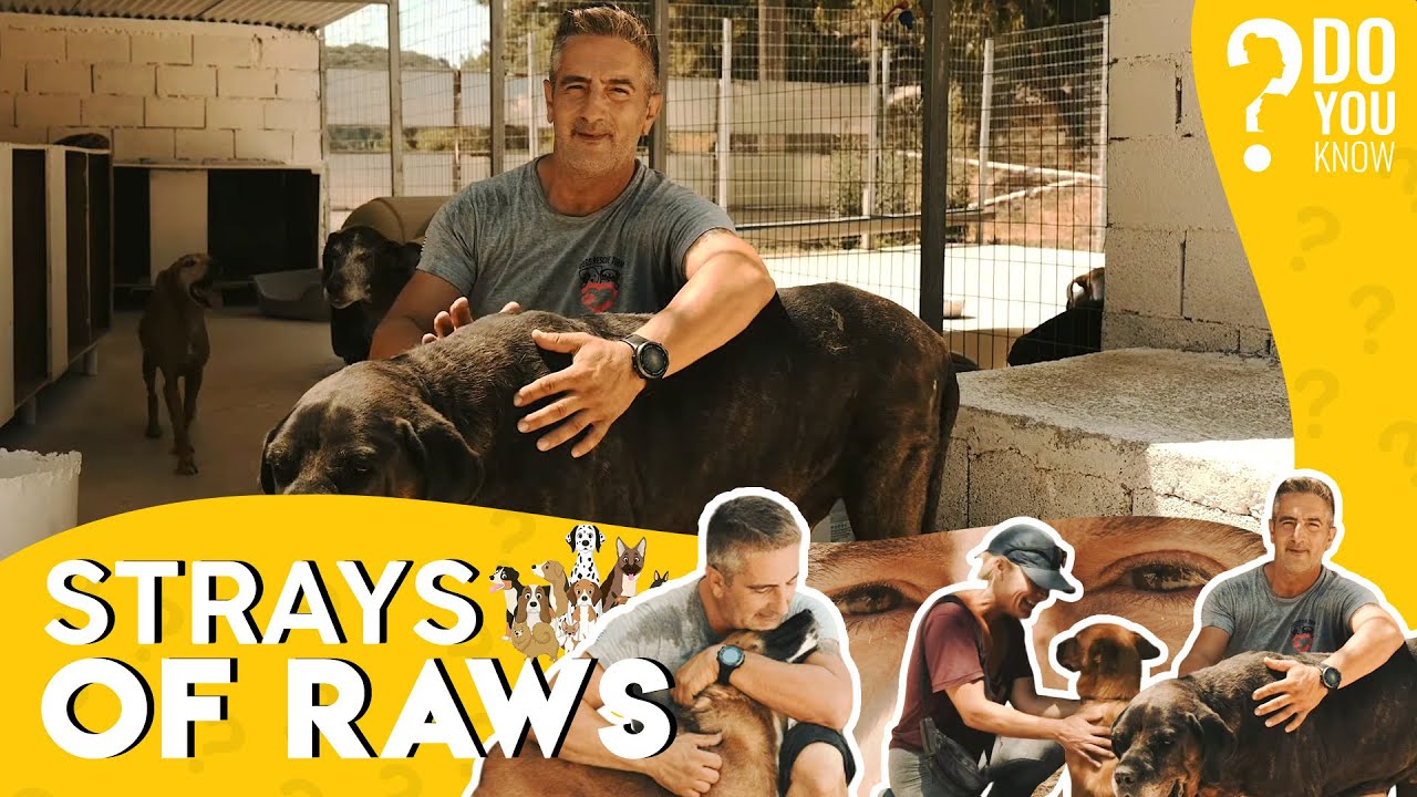 Strays of Raws by George, Rhodes - Greece