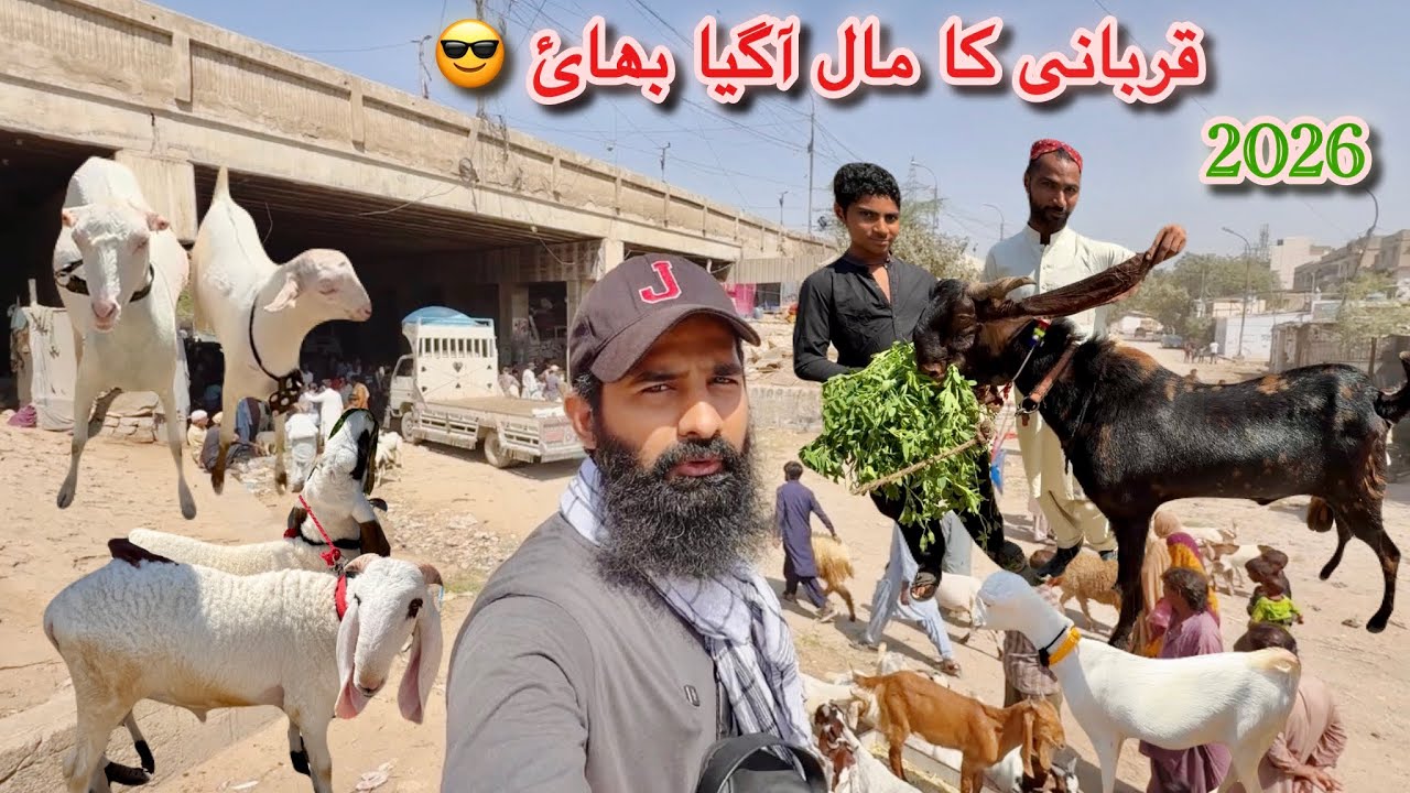 Karachi Bakra Mandi Lalukhet Latest Rates Update 08 Mar 2026 || Qurbani Season 2026
