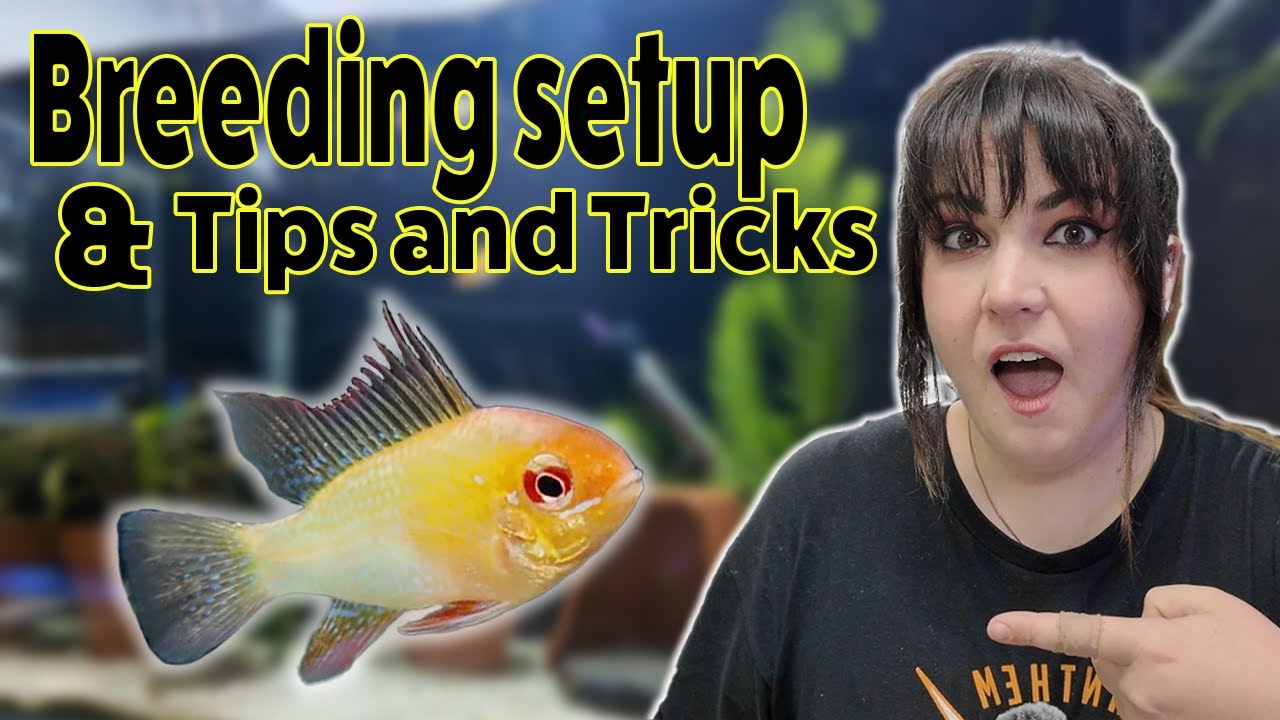 Breeding Rams Pt. 1 – Tank Setup & Conditioning for Success